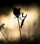 L'extraterrestre (Mante religieuse) - René Rouyer